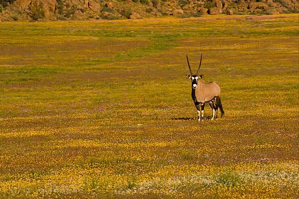 Gemsbok