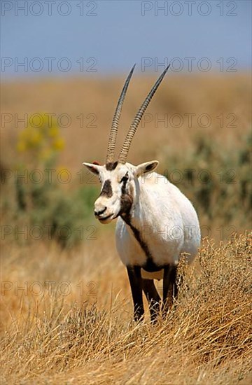 White oryx