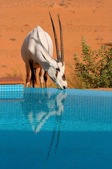 White oryx