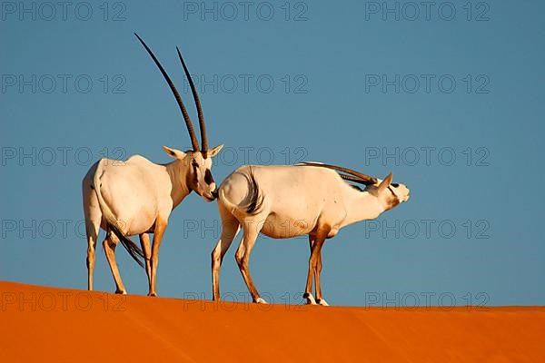 White oryx