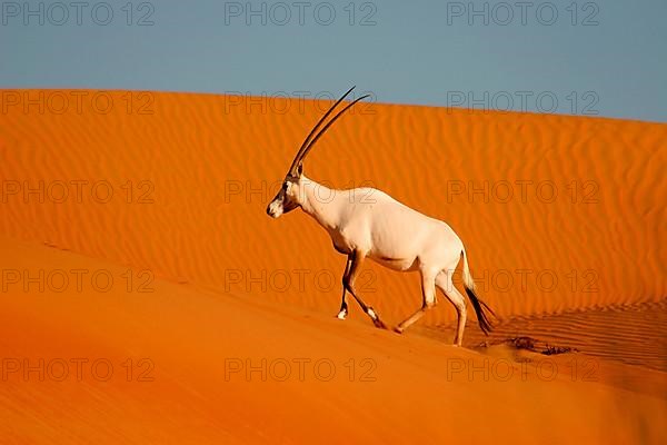 White oryx