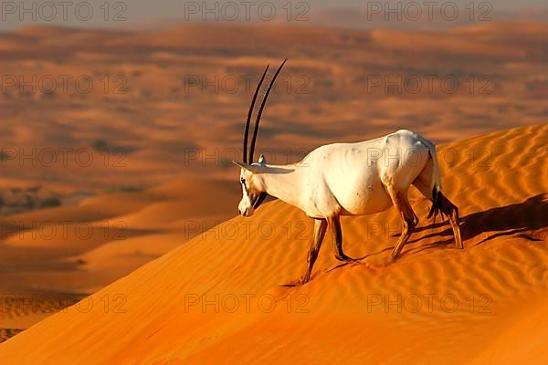 White oryx