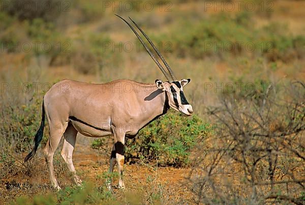 East African oryx