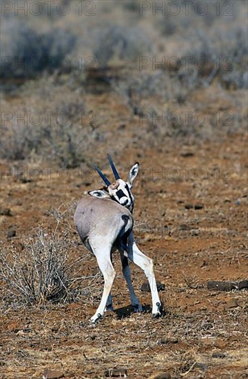 East African Oryx