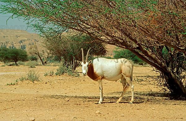 Scimitar oryx