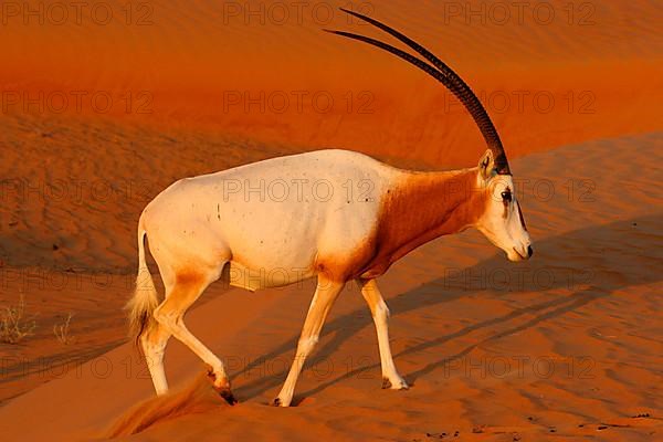 Scimitar oryx