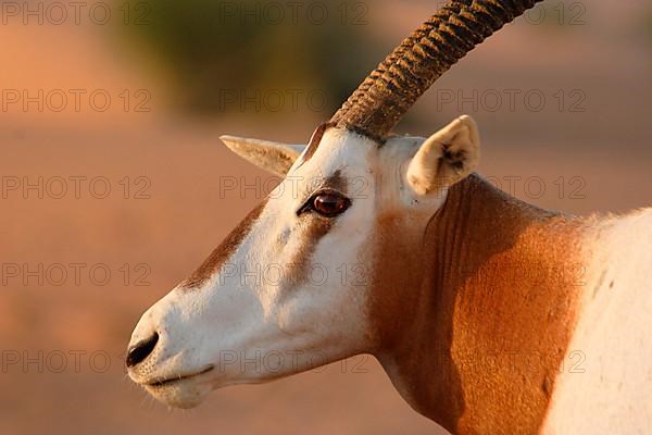 Scimitar oryx