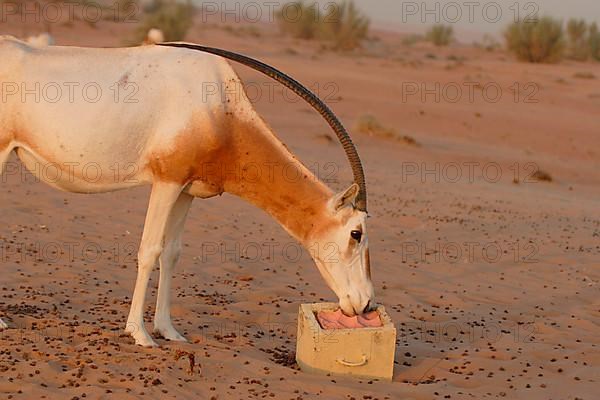 Scimitar oryx