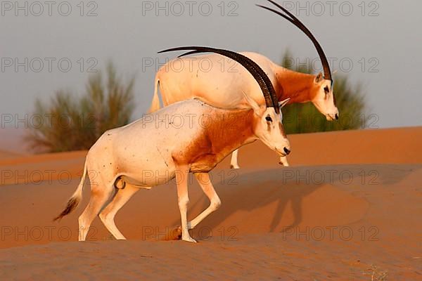 Scimitar oryx