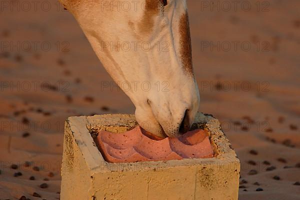 Scimitar oryx