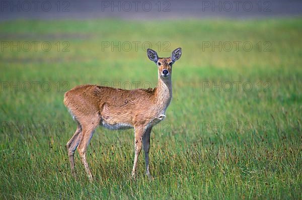 Reedbuck