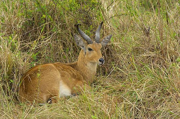 Bohor reedbuck