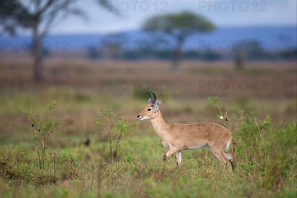 Bohor reedbuck