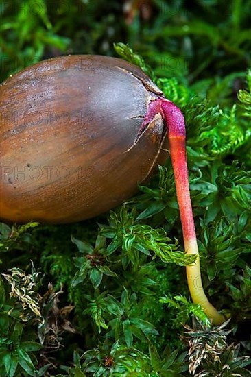 Acorn of English oak