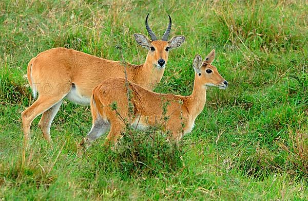 Southern reedbuck