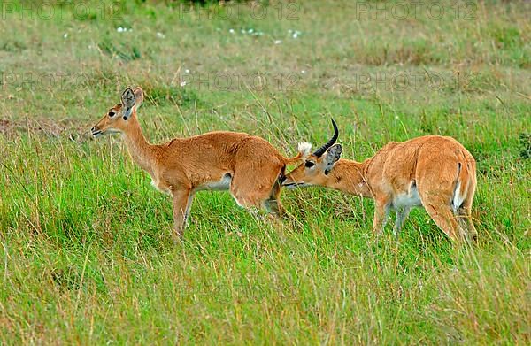 Southern reedbuck