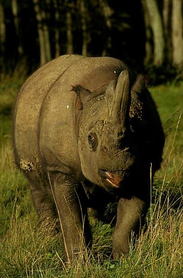 Sumatran rhinoceros