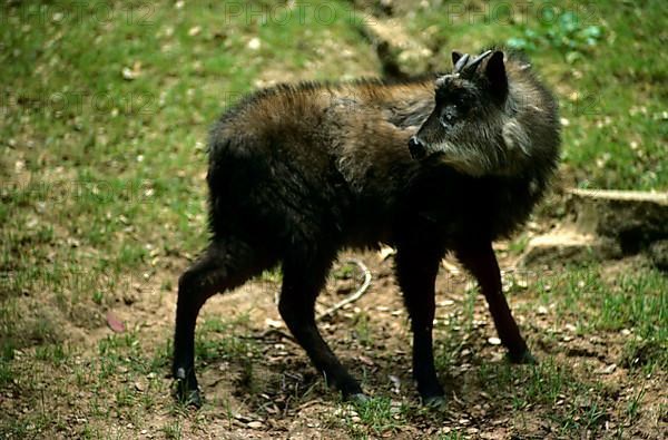 Japanese serow