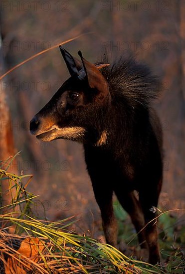 Sumatran serow