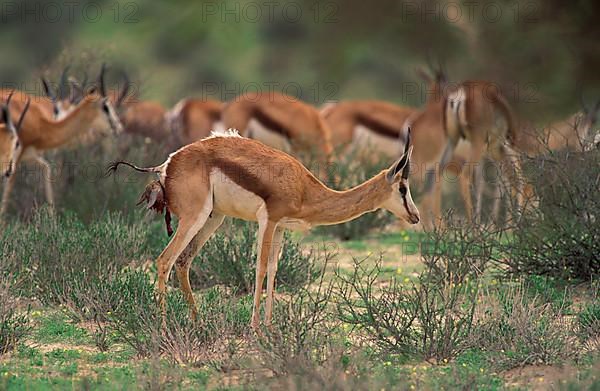 Springbok