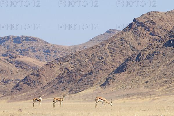 Springboks