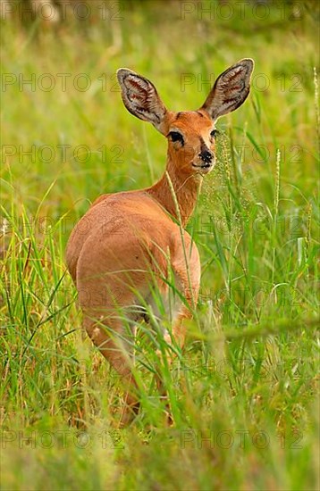 Steenbok