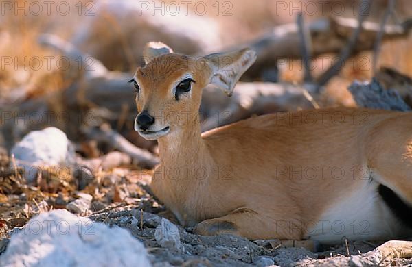 Steenbok