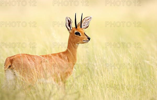 Steenbok