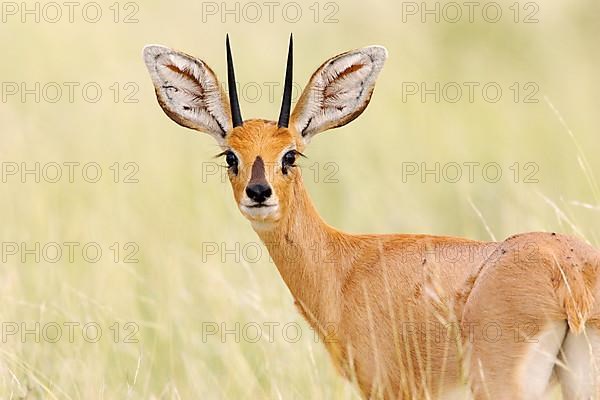 Steenbok