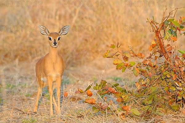 Steenbok