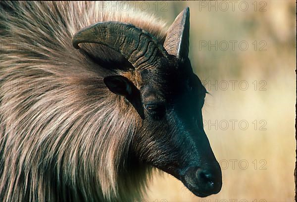 Himalayan himalayan tahr