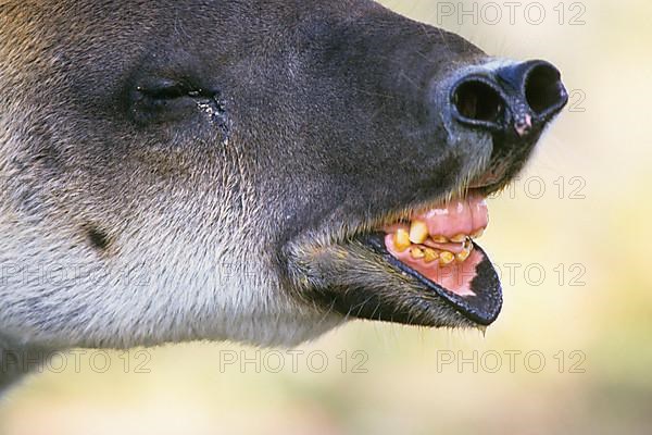 Baird's tapir