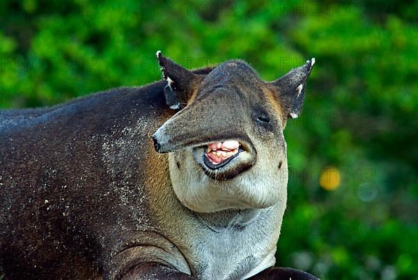 Baird's tapir