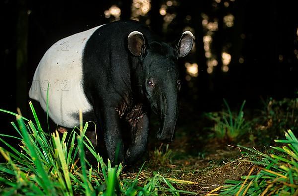 Malayan tapir