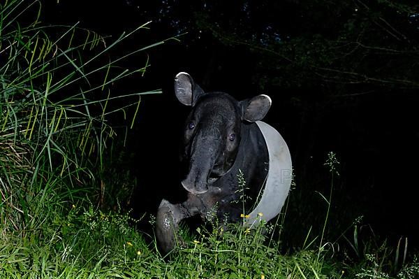 Malayan tapir