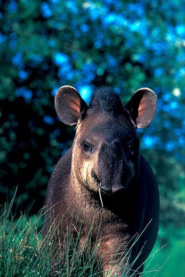 Lowland tapir