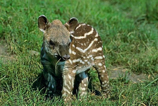 South American lowland tapir