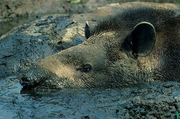 Lowland tapirs