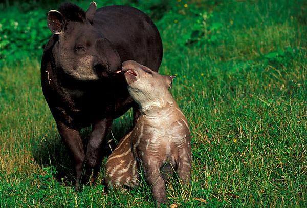 Lowland tapirs