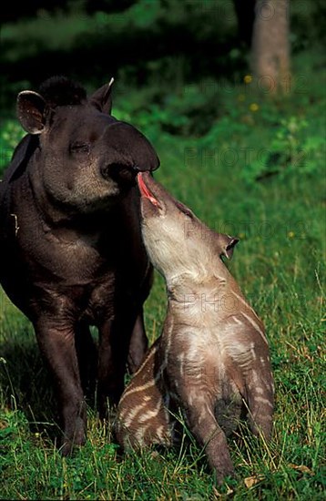 Lowland tapirs