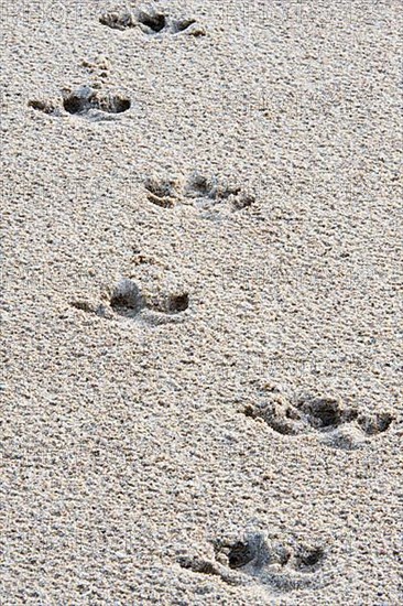 Footprints of Brazilian lowland tapir