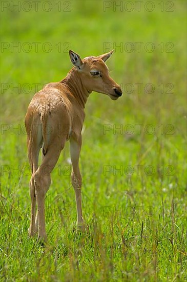 Lyra antelope