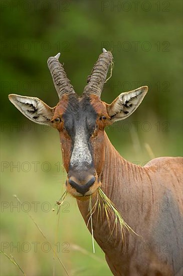 Lyra antelope