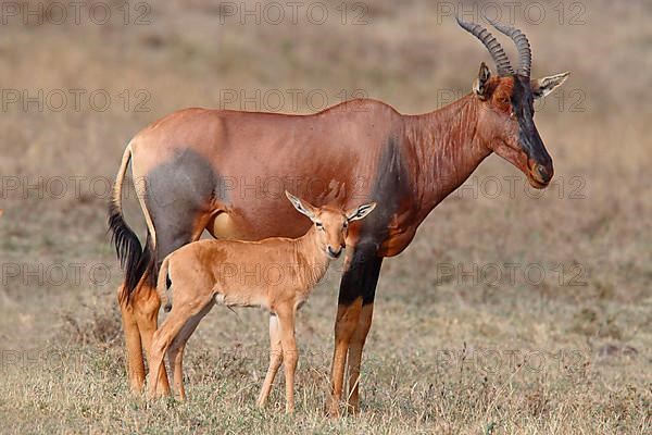 Lyra antelope