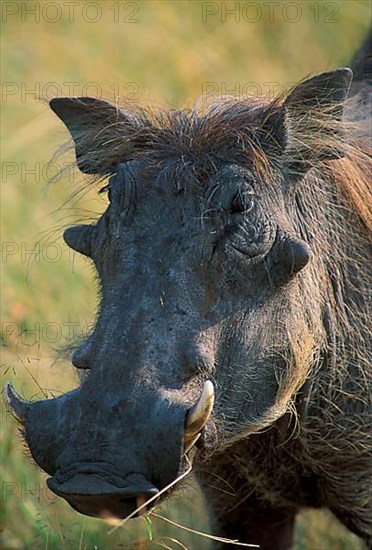 Desert warthog