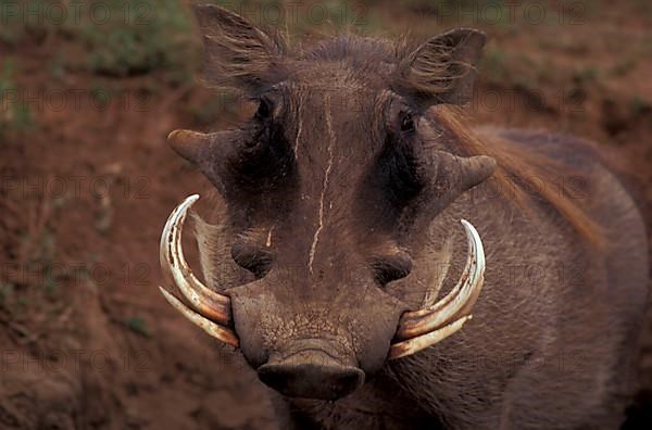 Desert warthog