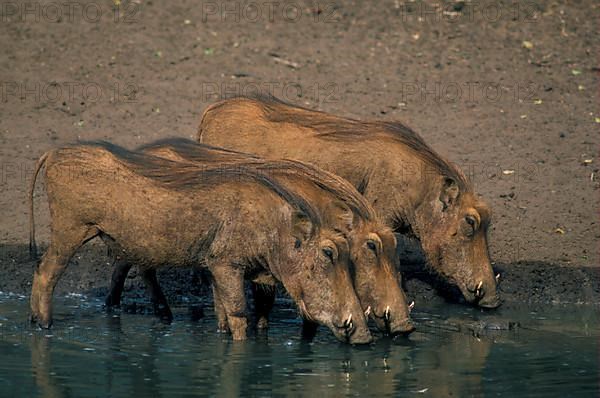 Desert warthog