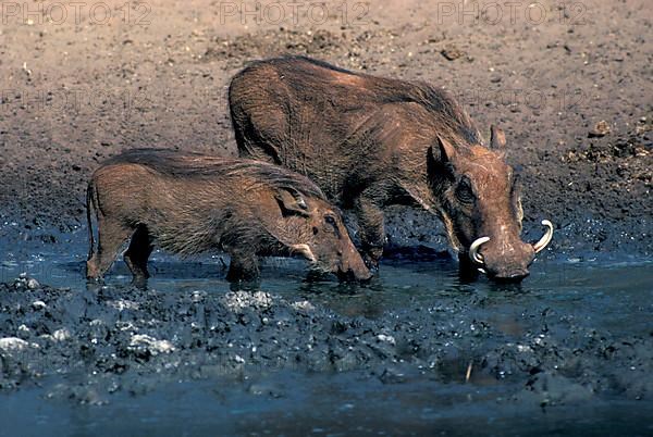 Desert warthog