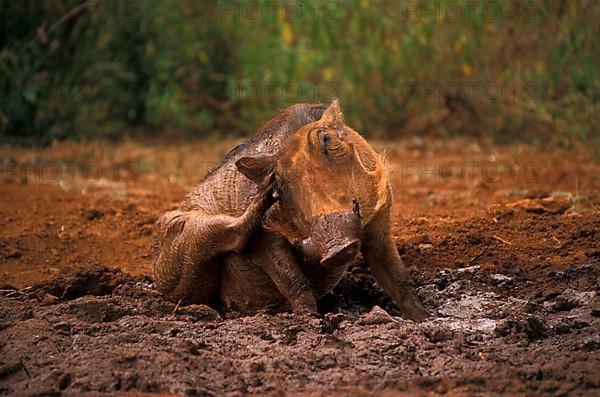 Desert warthog