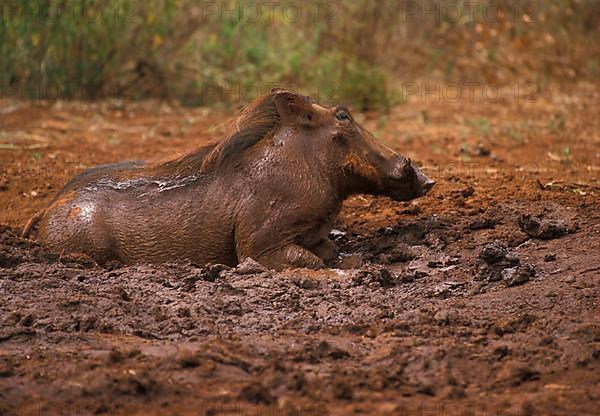 Desert warthog